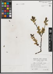Foto von Salix mielichhoferi Saut.